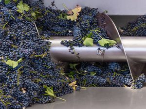 vinification glace carbonique carbonord.jpg